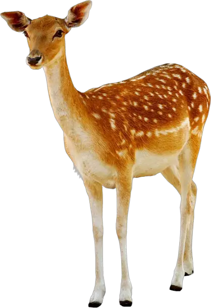 Deer PNG image