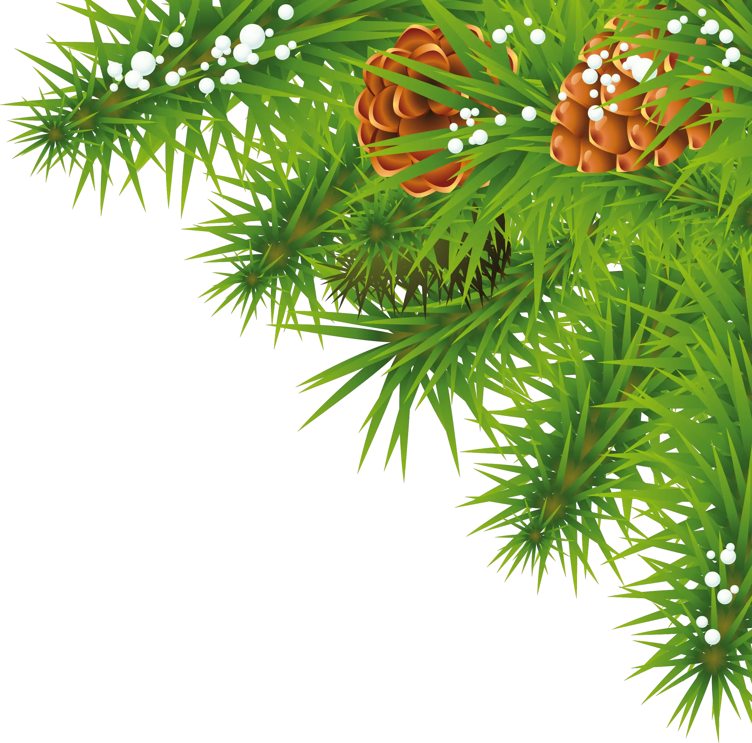 Fir-tree branch PNG image