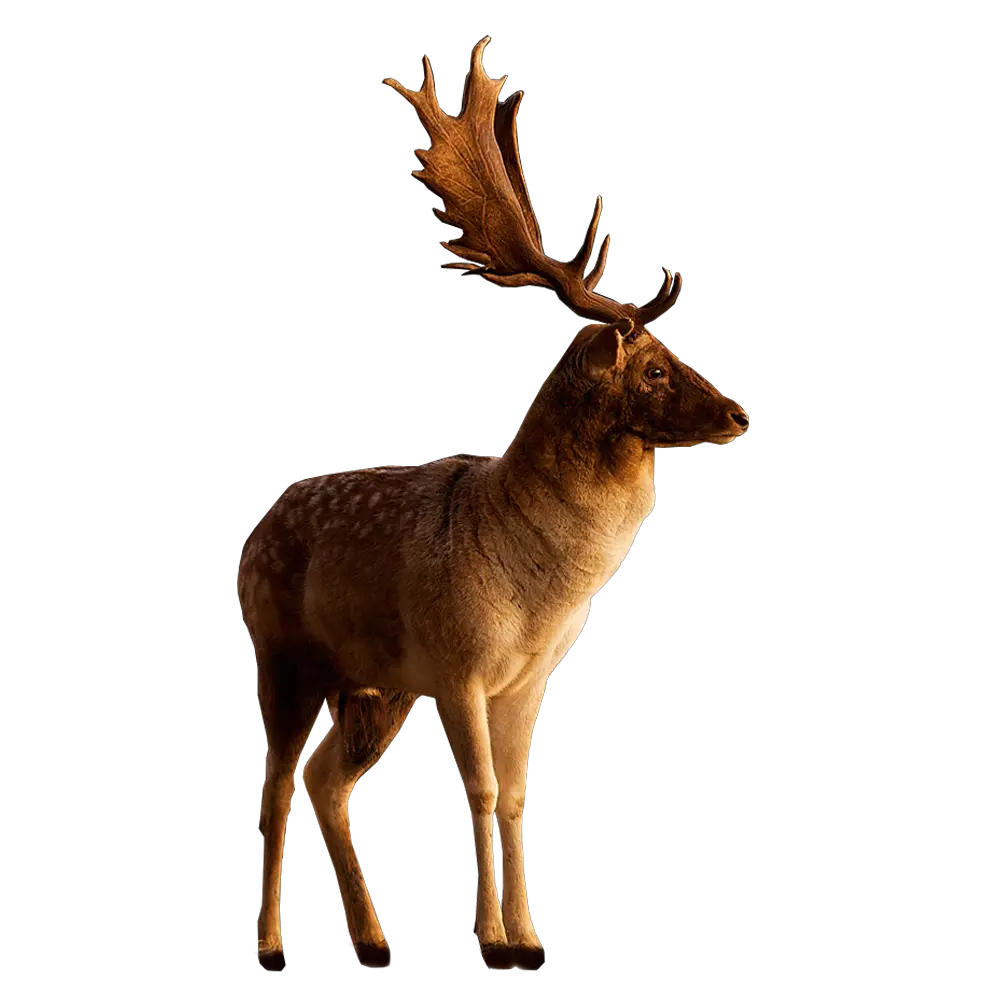 Deer PNG image