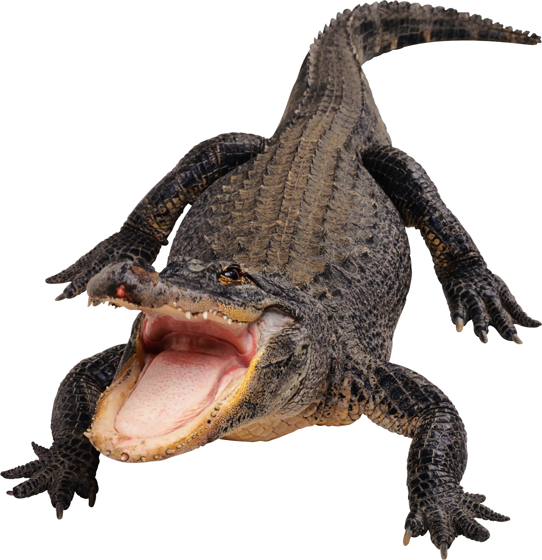 Crocodile gator PNG