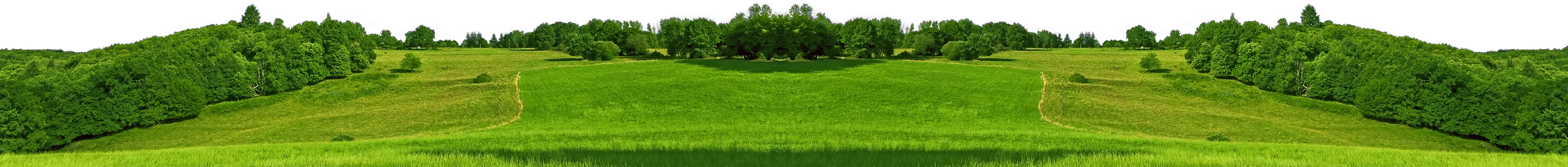 Forest PNG