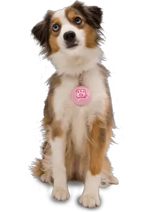 dog PNG image