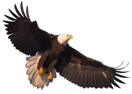 Eagle PNG image with transparency free download