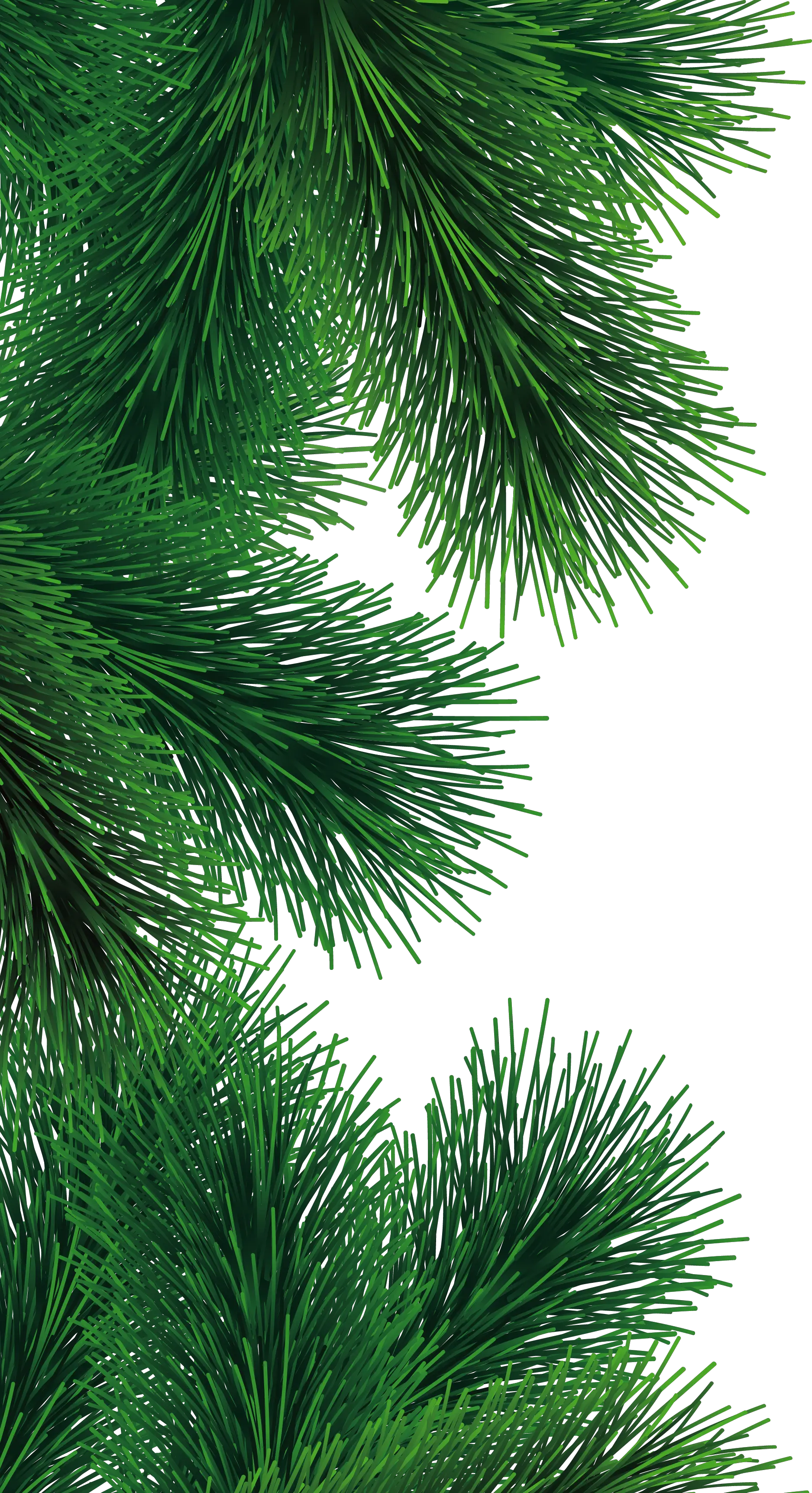 Fir-tree branch PNG image