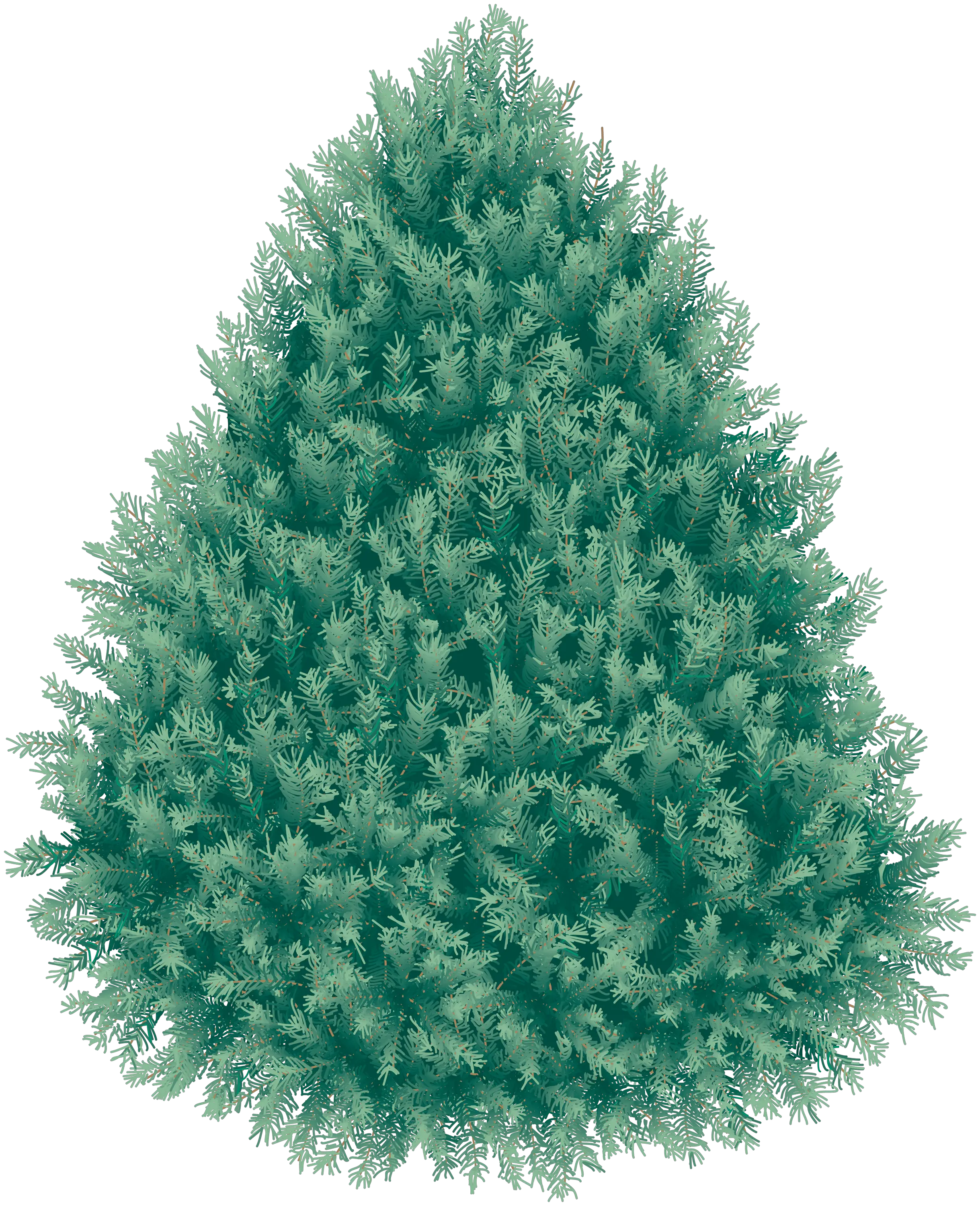 Fir-tree PNG image