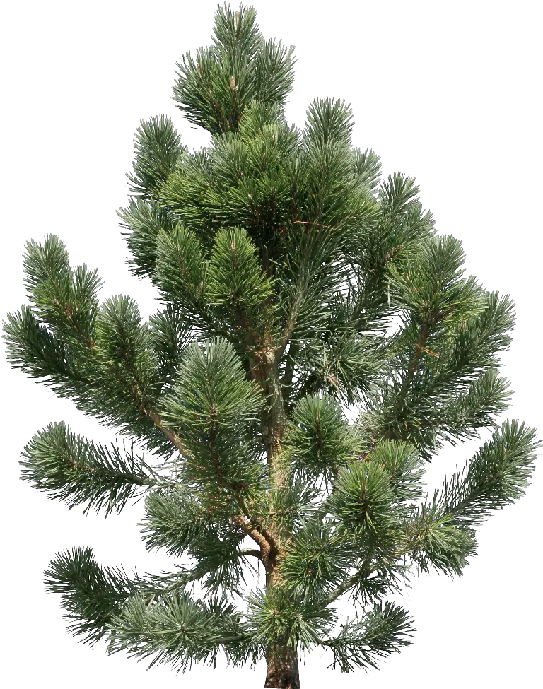 Fir-tree PNG image