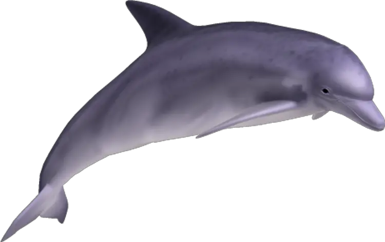 Dolphin PNG image