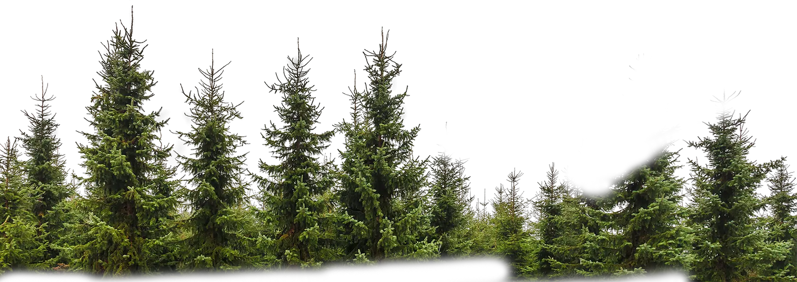 Forest PNG
