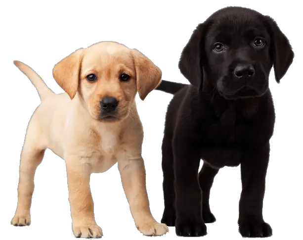 dog png image picture download dogs