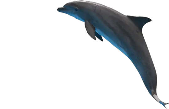 Dolphin PNG image