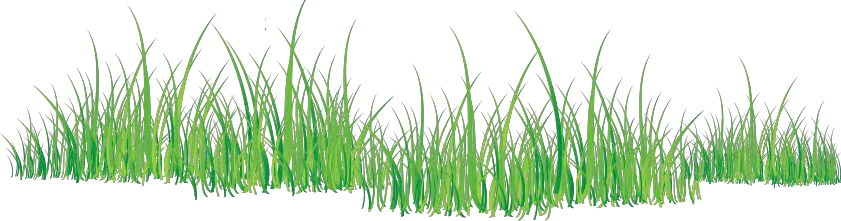 grass png image green grass PNG picture