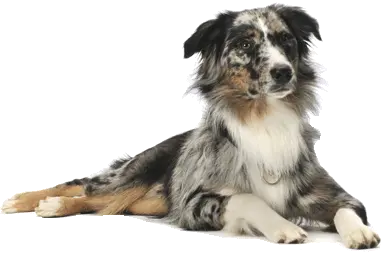 dog PNG image