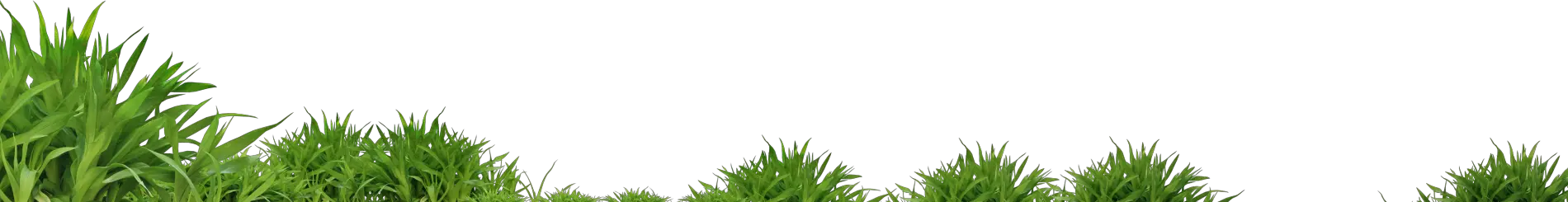 grass png image green grass PNG picture