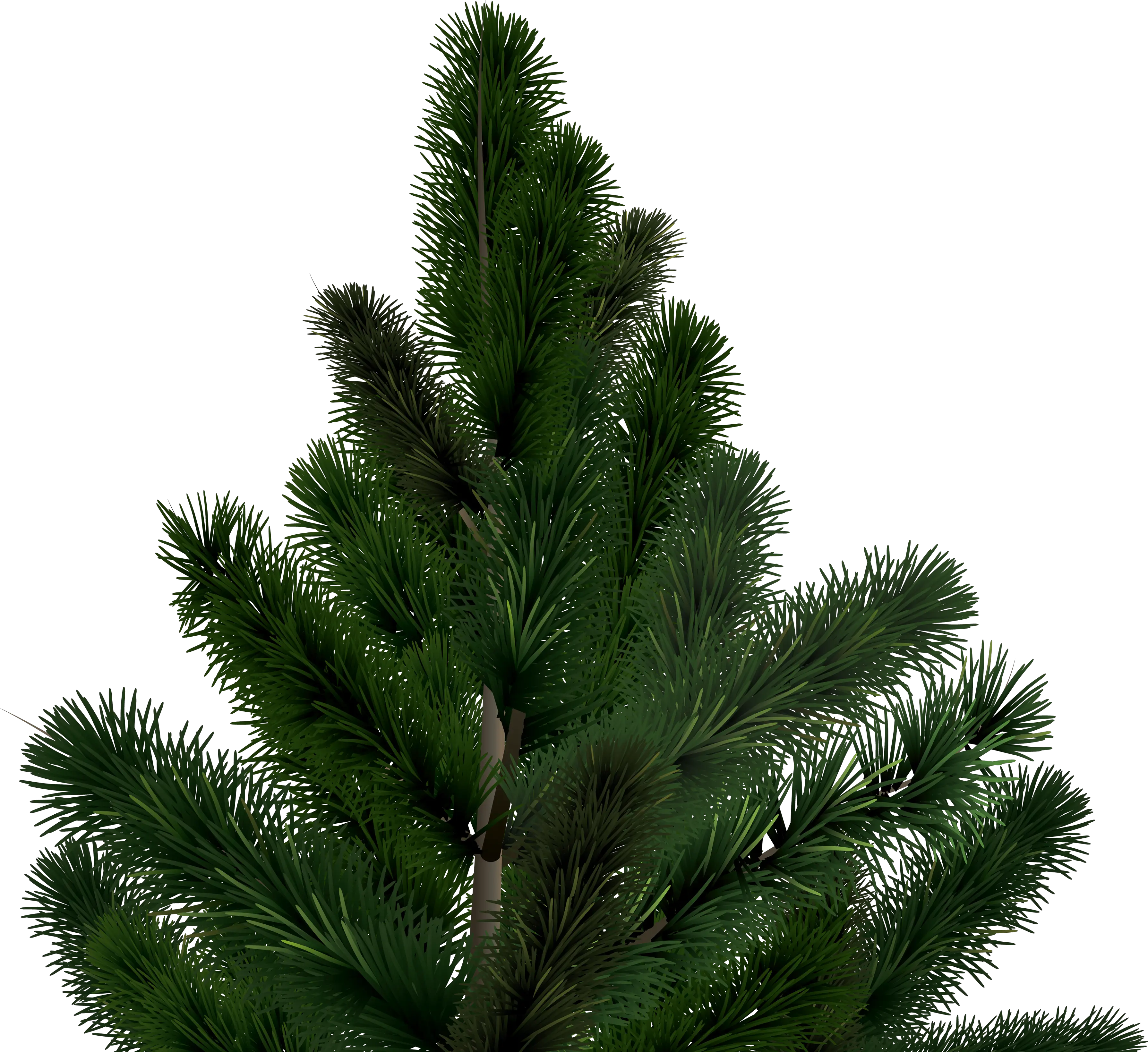 Fir-tree PNG image