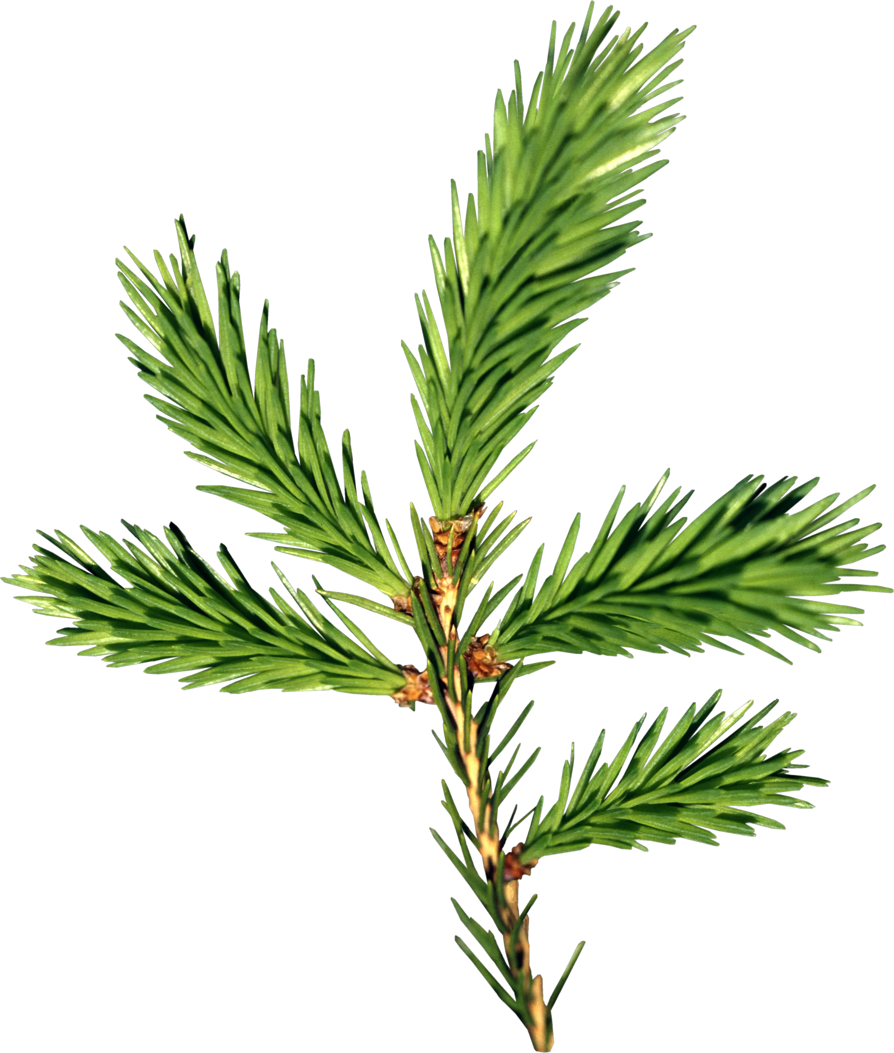 Fir-tree PNG image