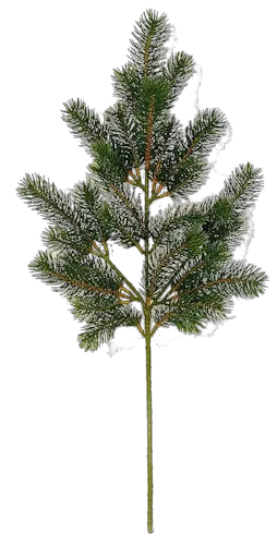 Fir-tree PNG image