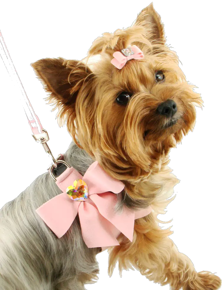 dog PNG image