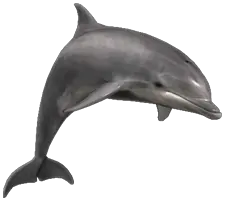 Dolphin PNG image