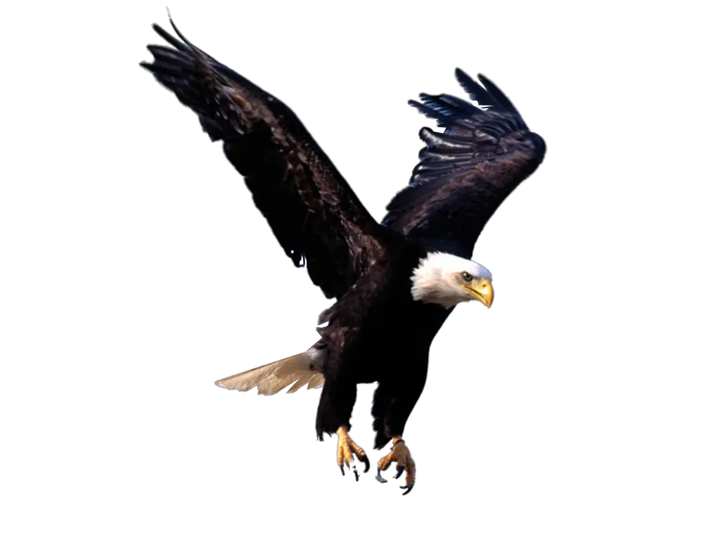 Eagle PNG image free download