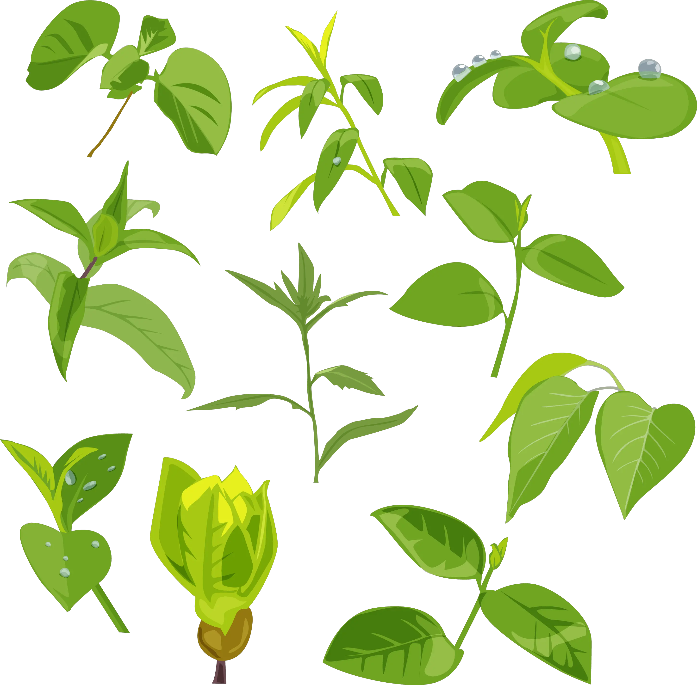 Green leaves picture PNG