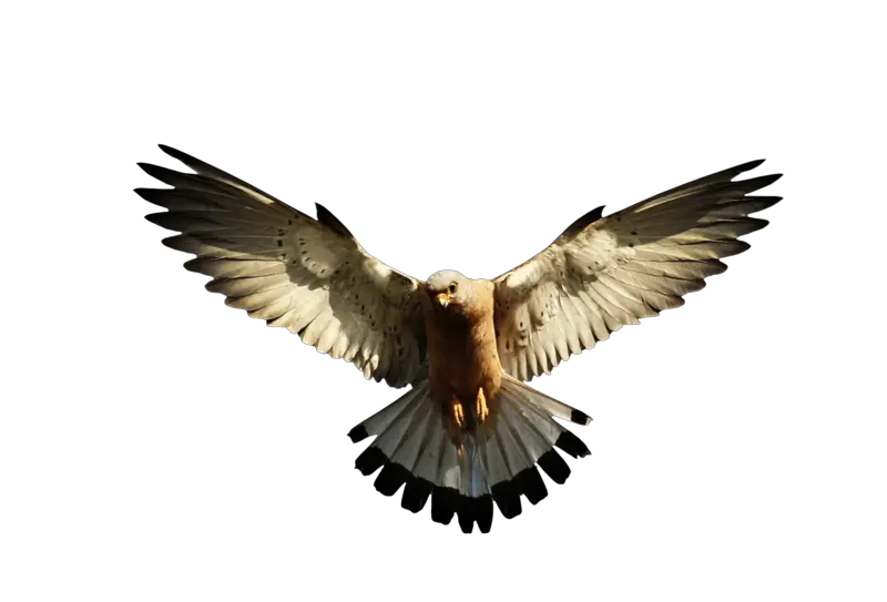Eagle PNG image free download