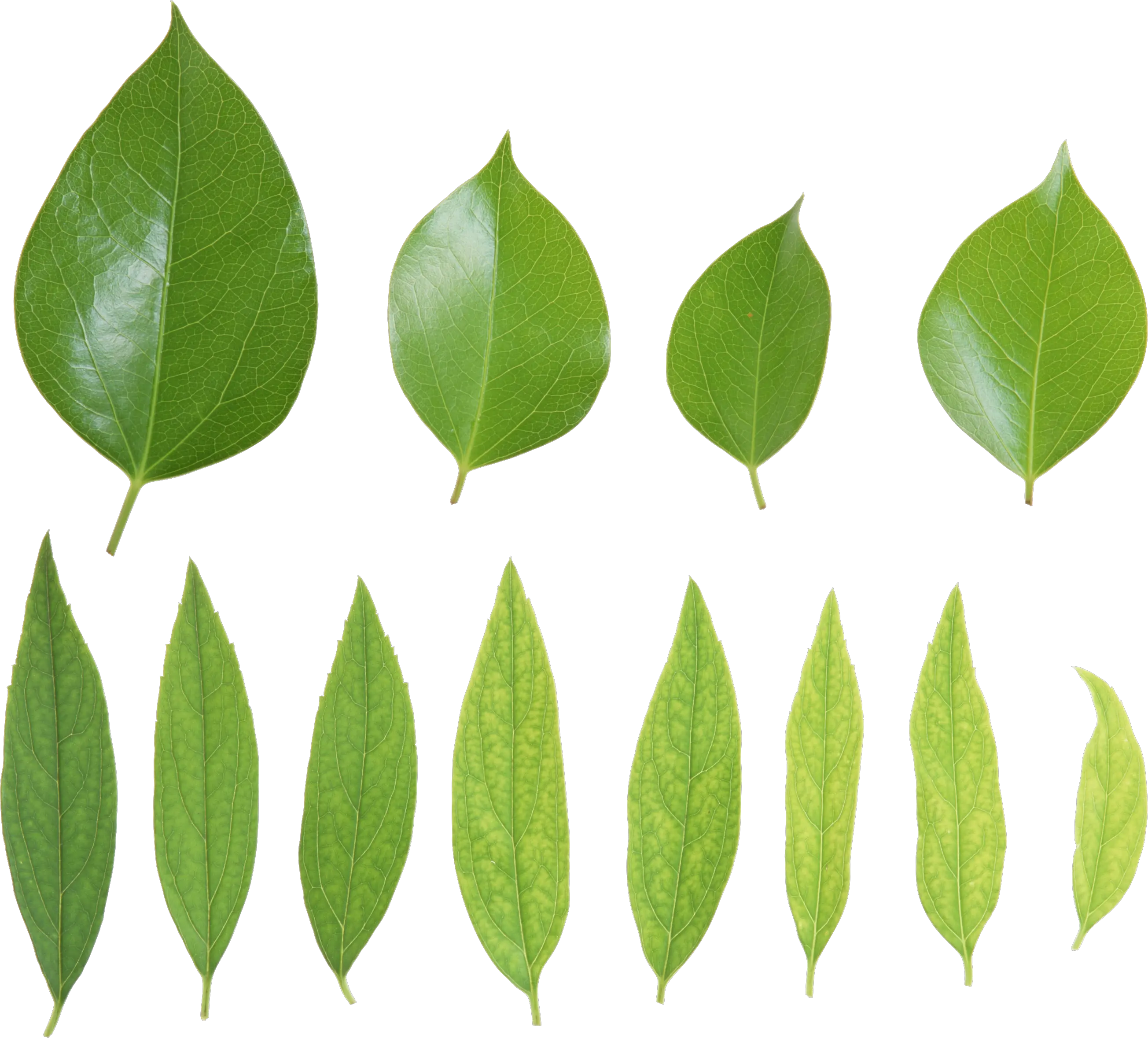 Green leaves picture PNG