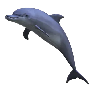 Dolphin PNG image