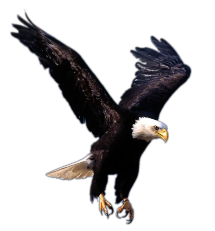 flying eagle PNG image free download