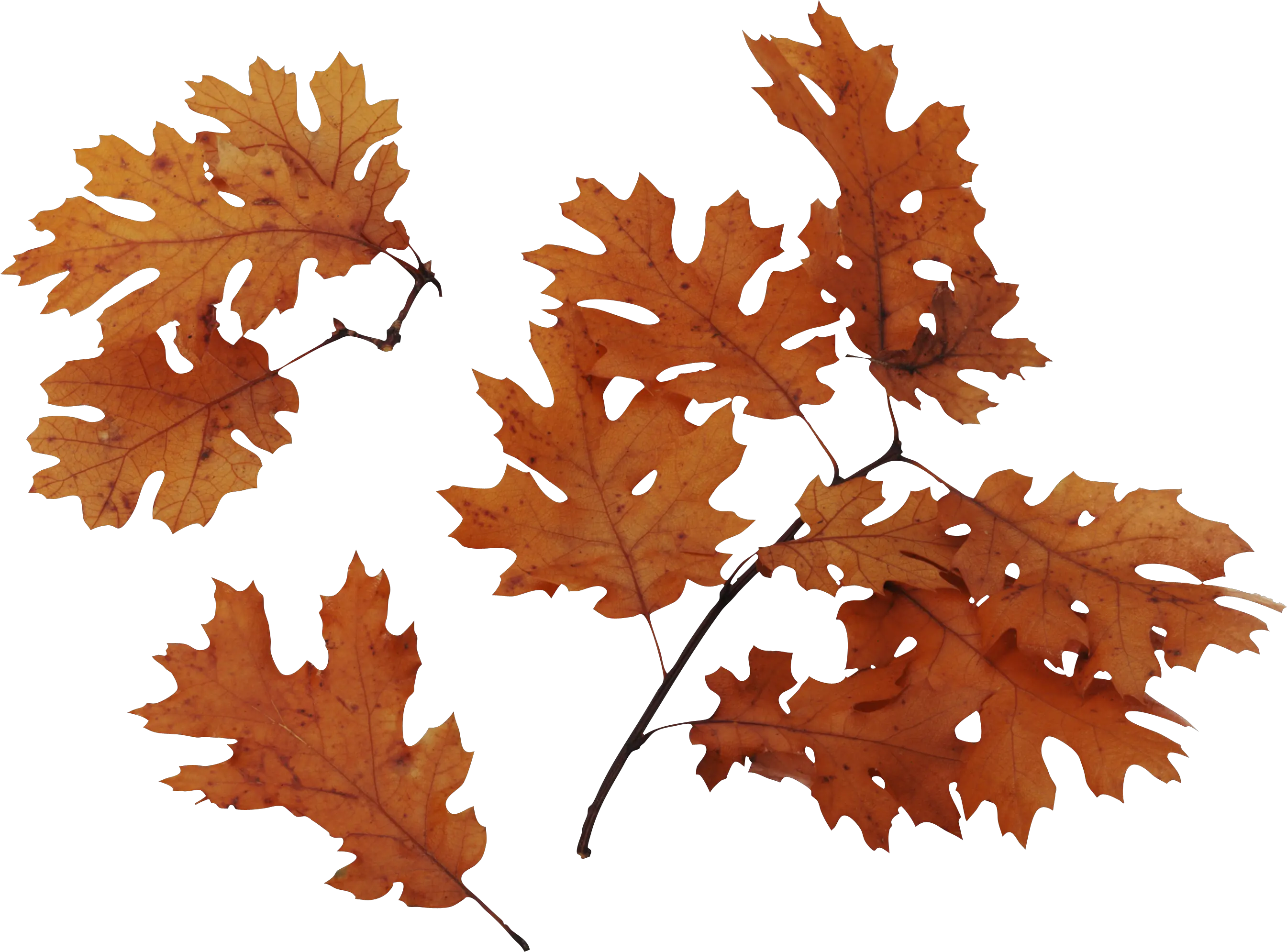 autumn PNG leaves
