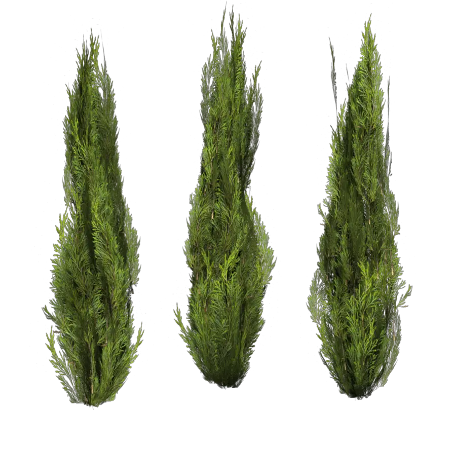 Bushes PNG image