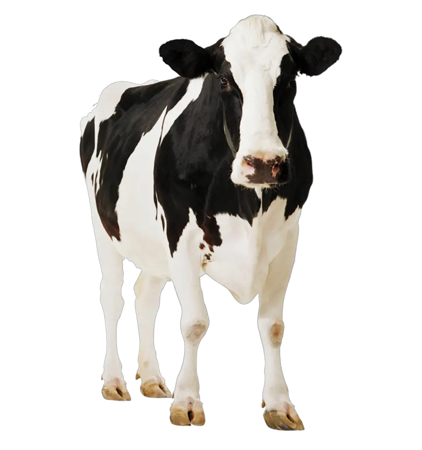 cow PNG