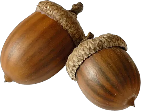 Acorn PNG image