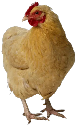 Chicken PNG image