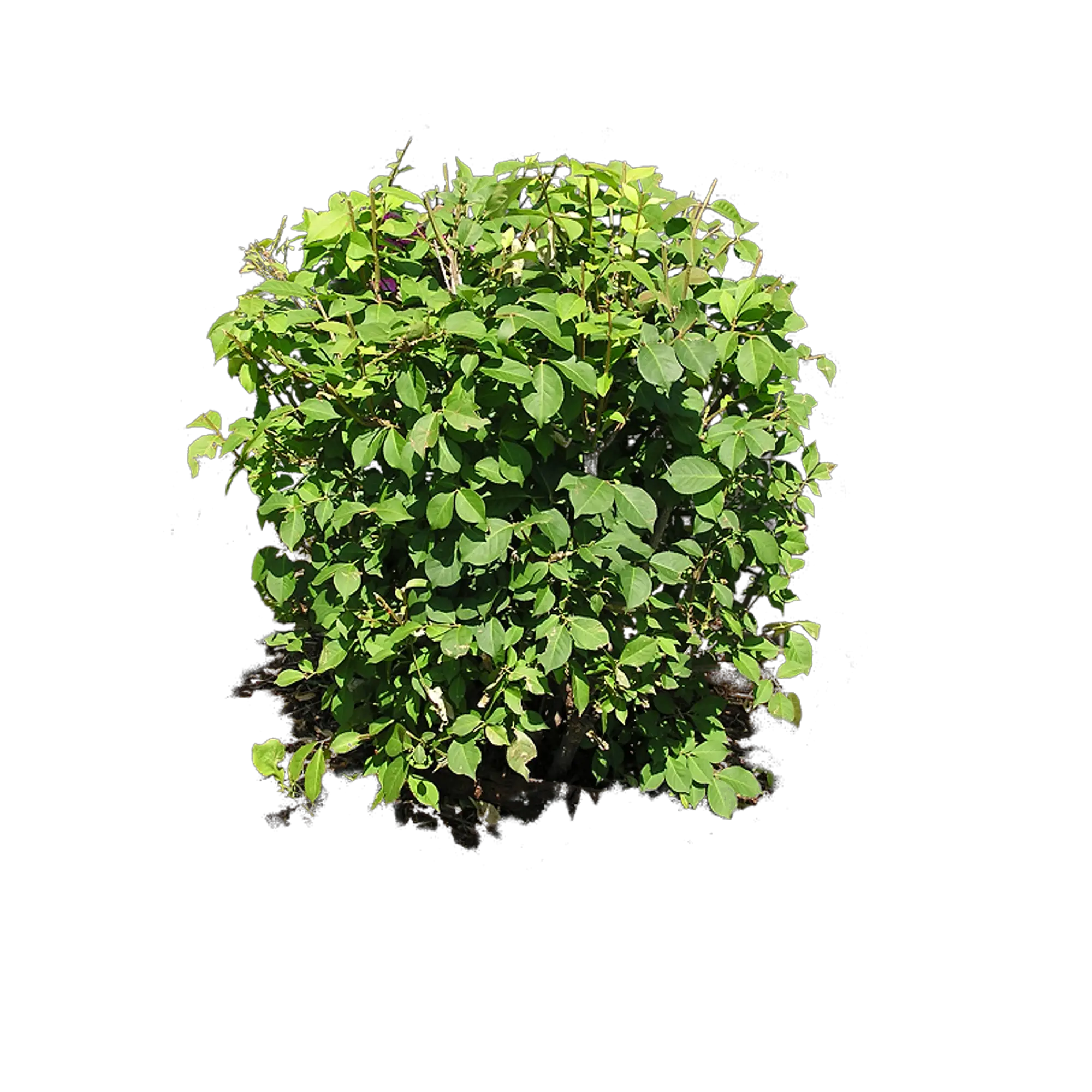 Bush plant PNG image