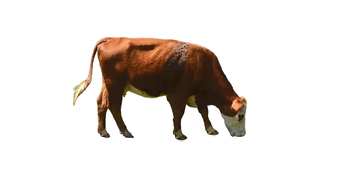 cow PNG