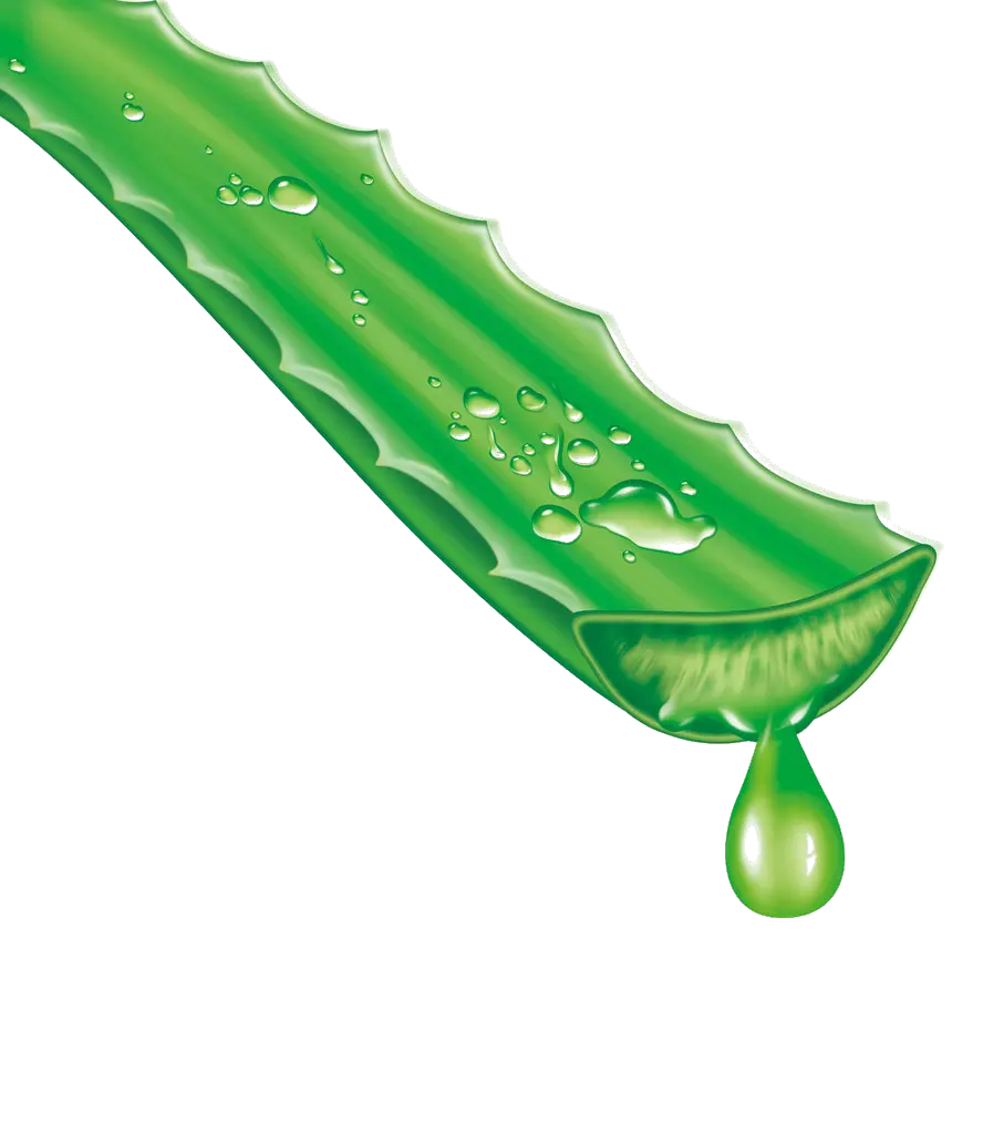 Aloe vera PNG
