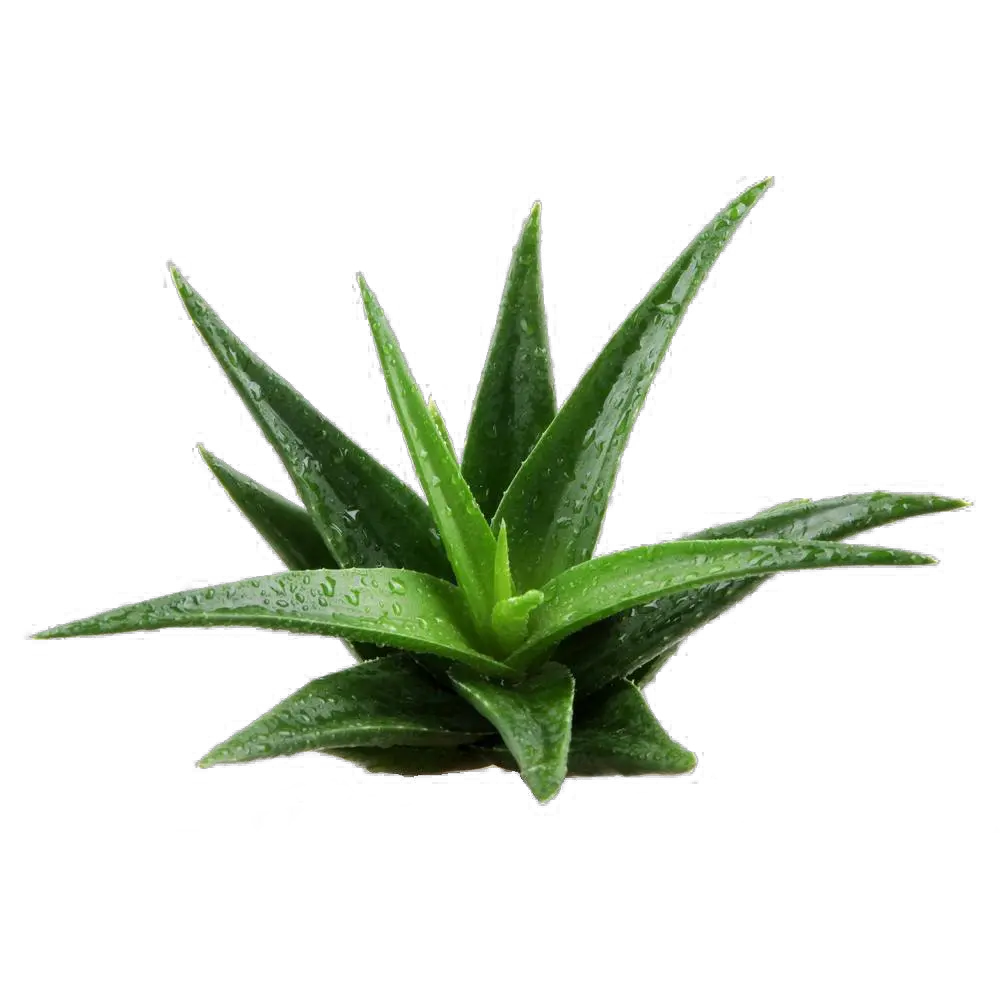 Aloe vera PNG