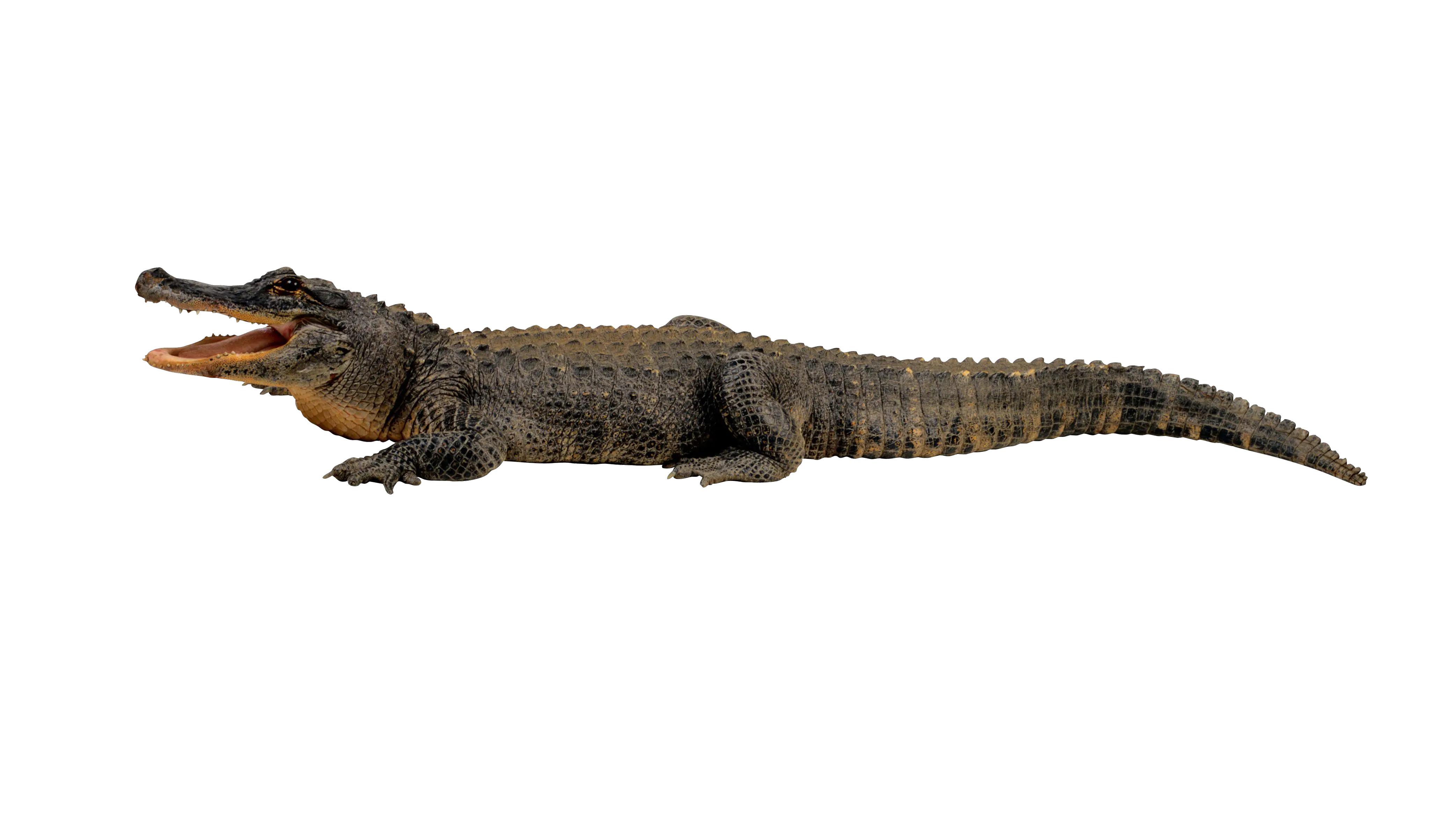 Crocodile PNG
