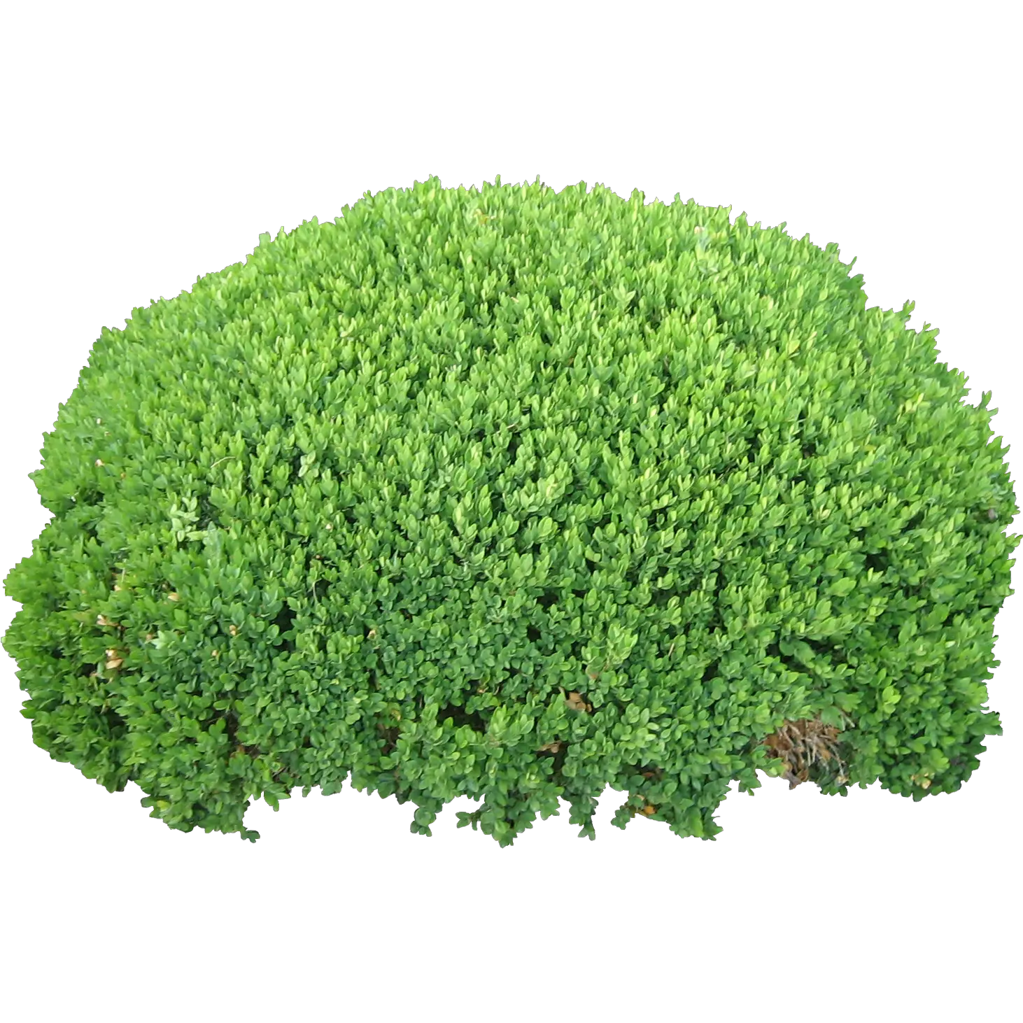 Bush PNG image