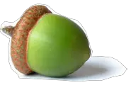 Acorn PNG image free acorns