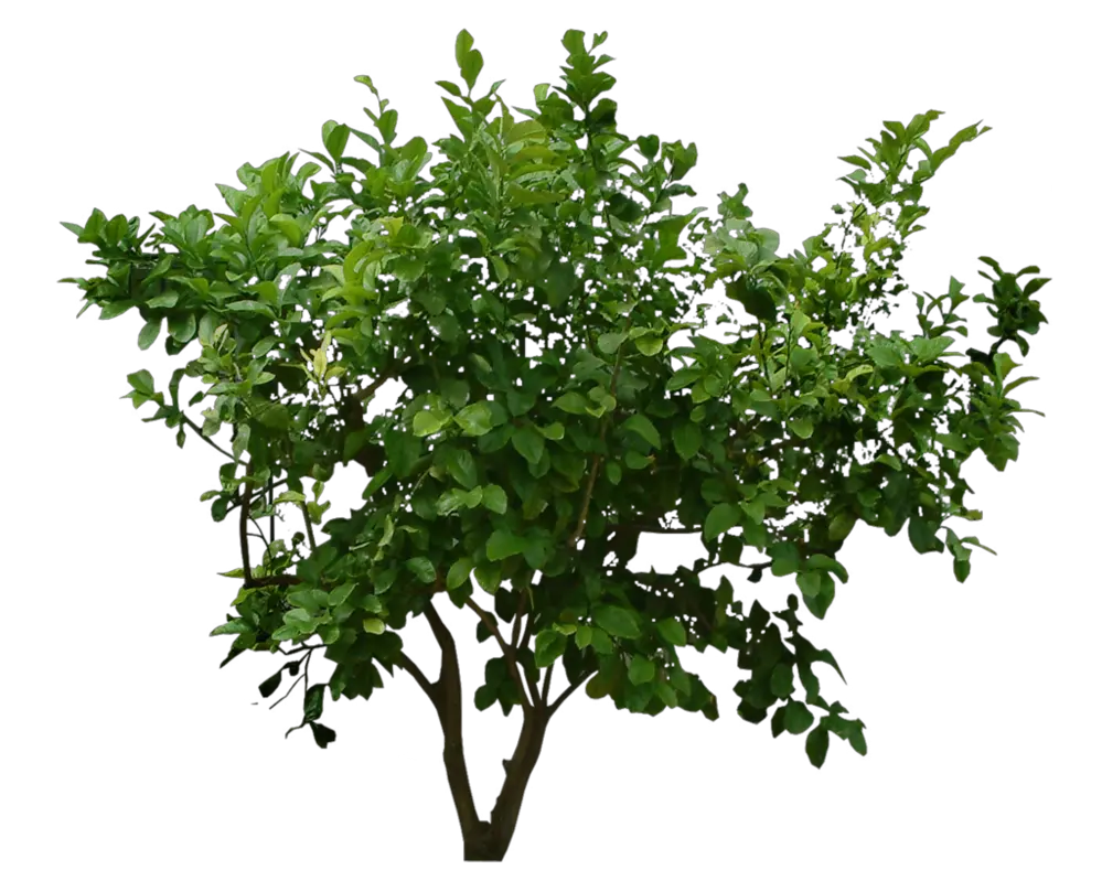 Bush PNG image