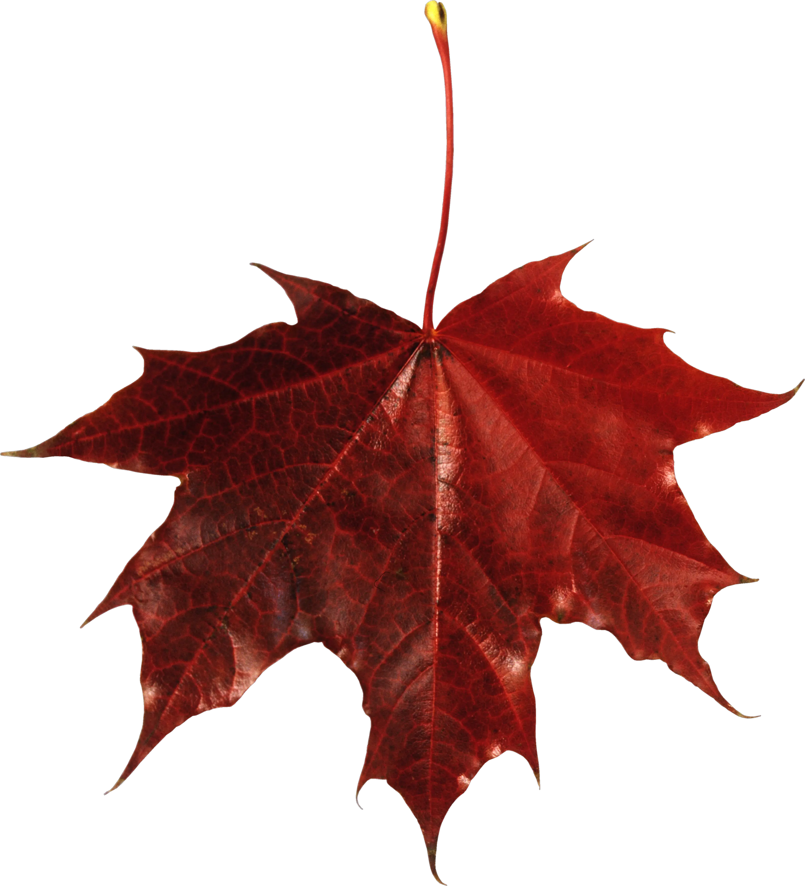 autumn PNG leaf