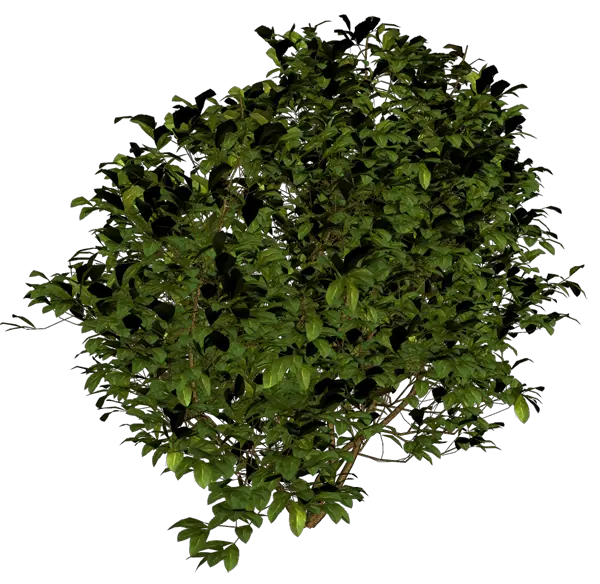 Bush PNG image
