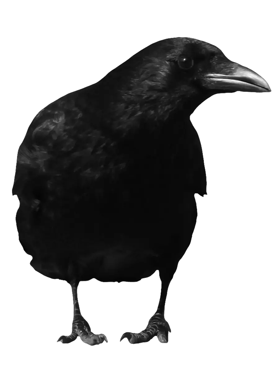 Black crow PNG image