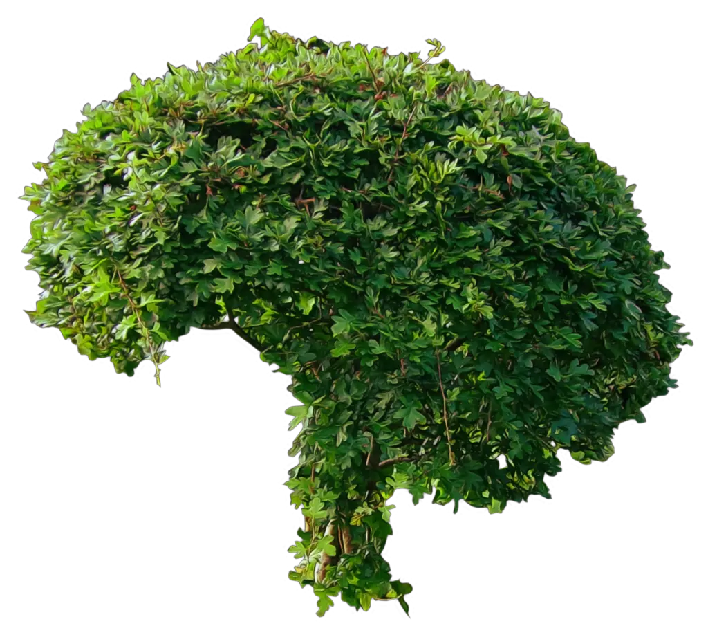 Bush PNG image