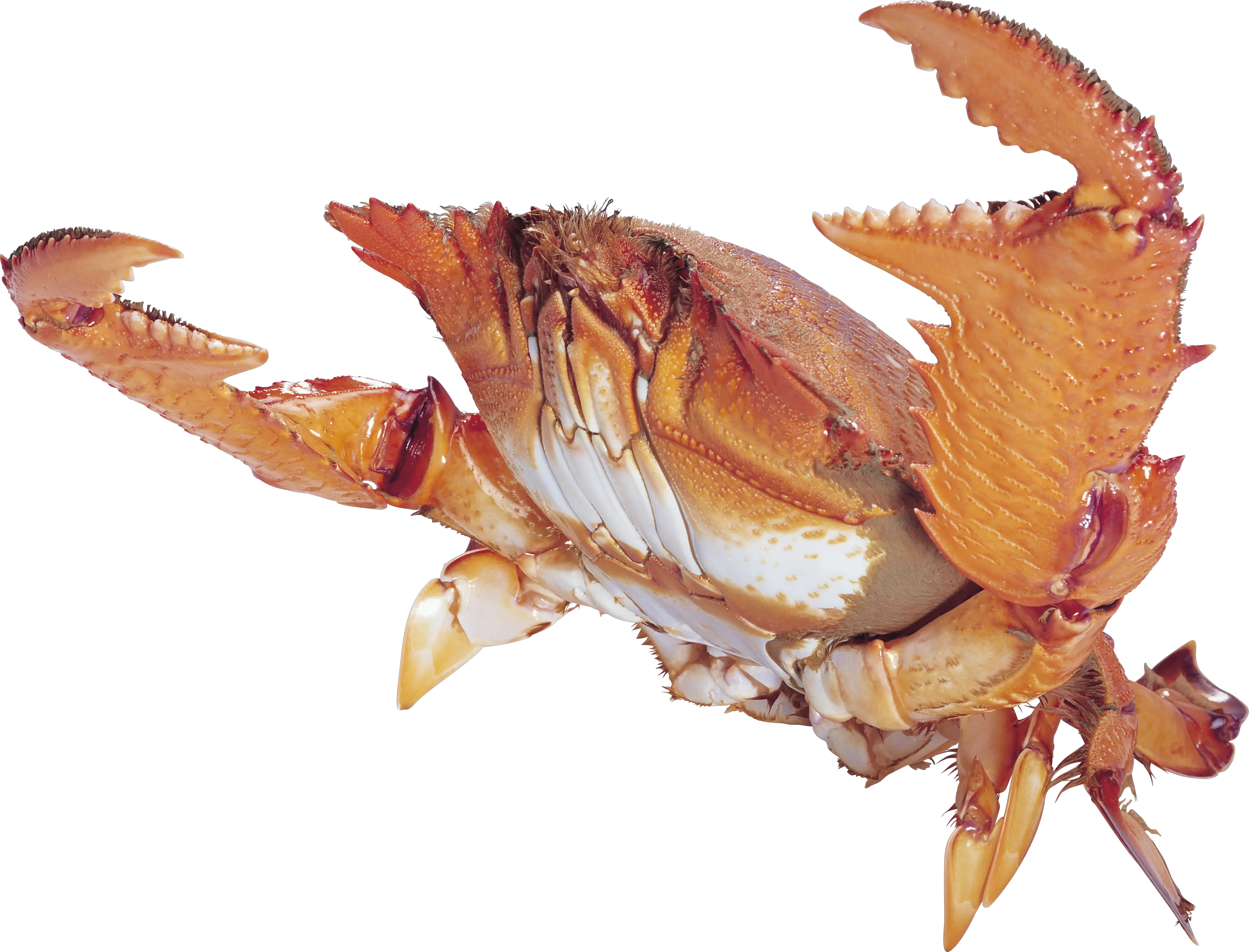 Crab PNG