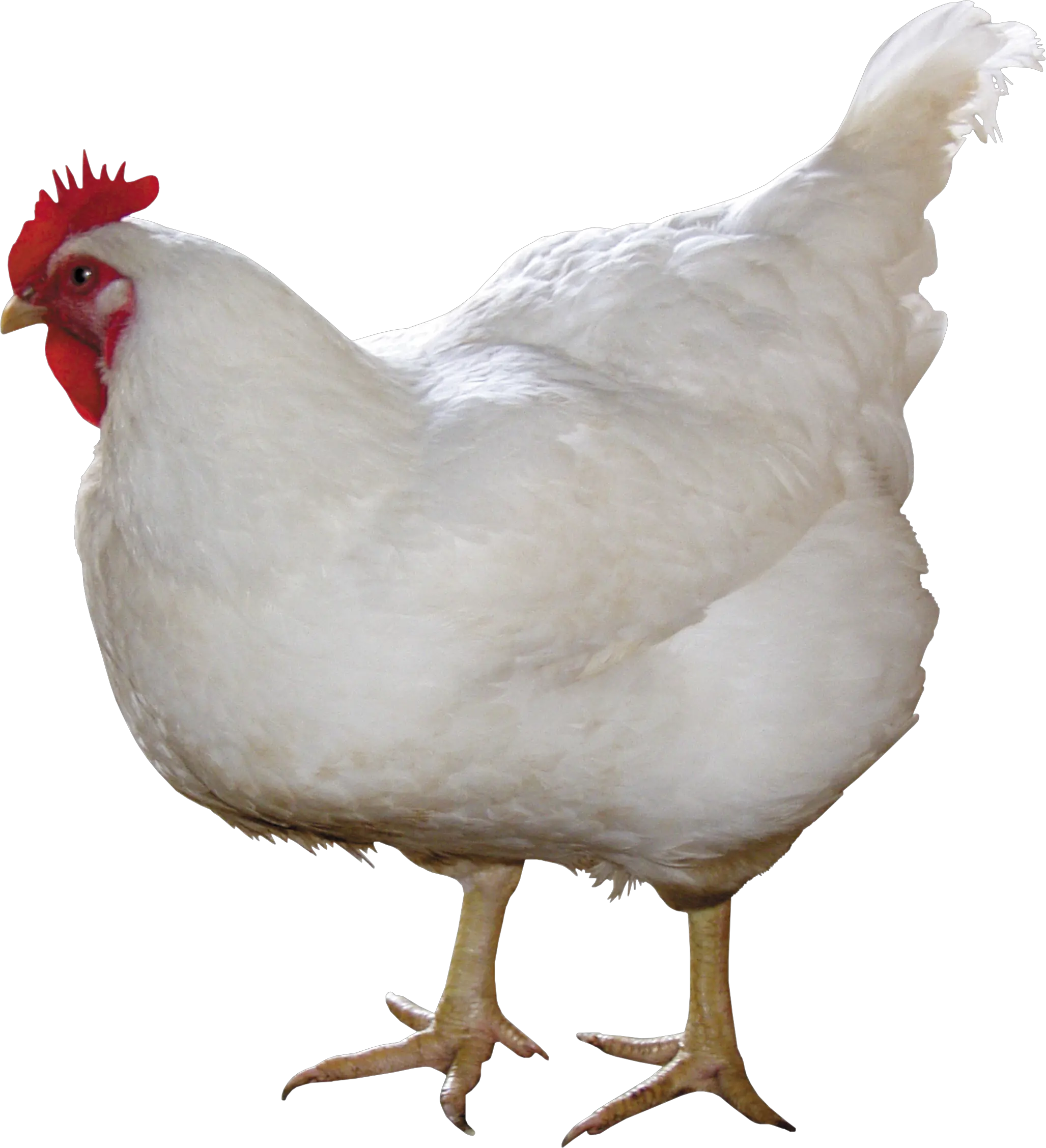 white chicken PNG image