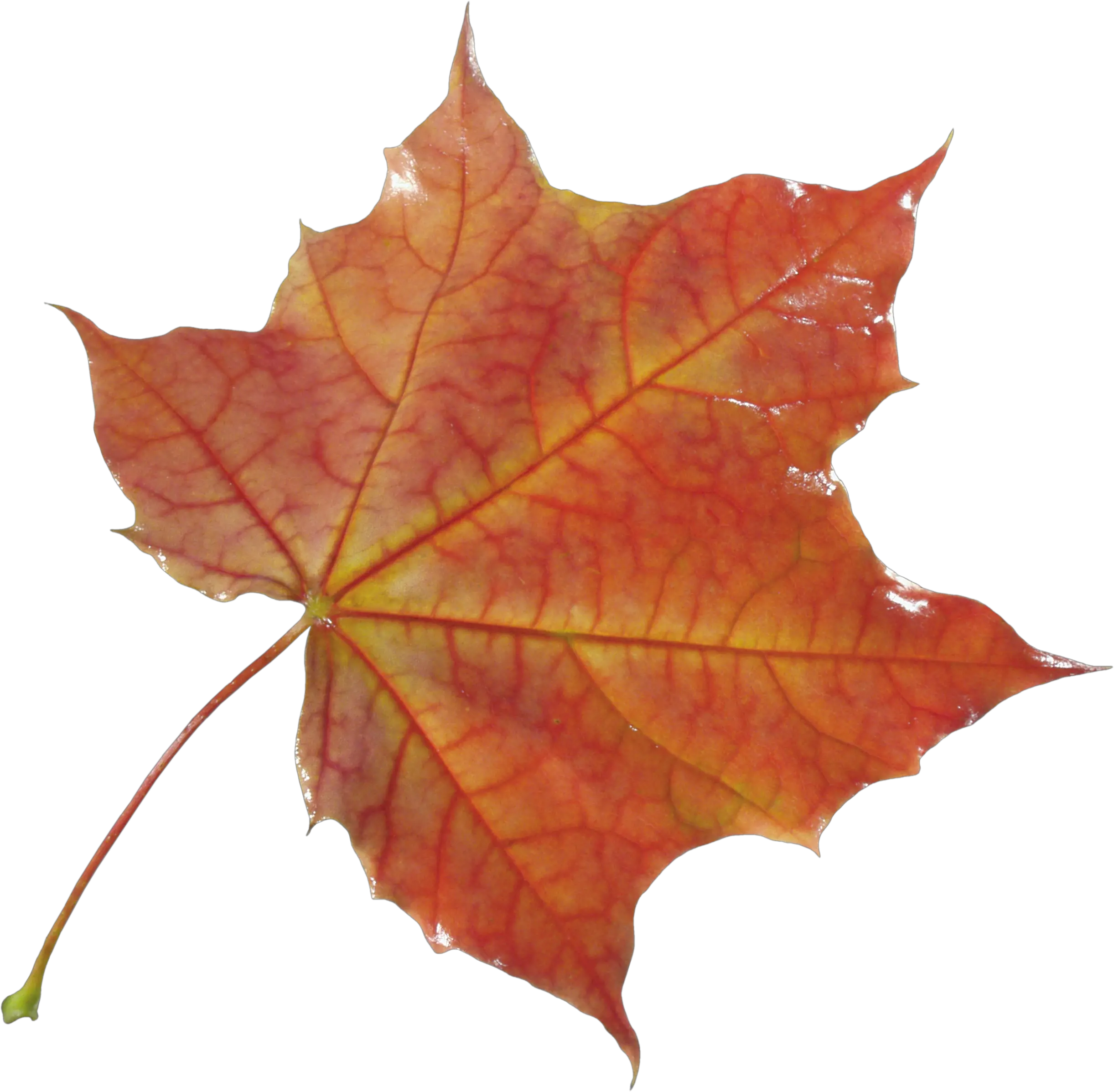 autumn PNG leaf