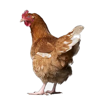 Chicken PNG image