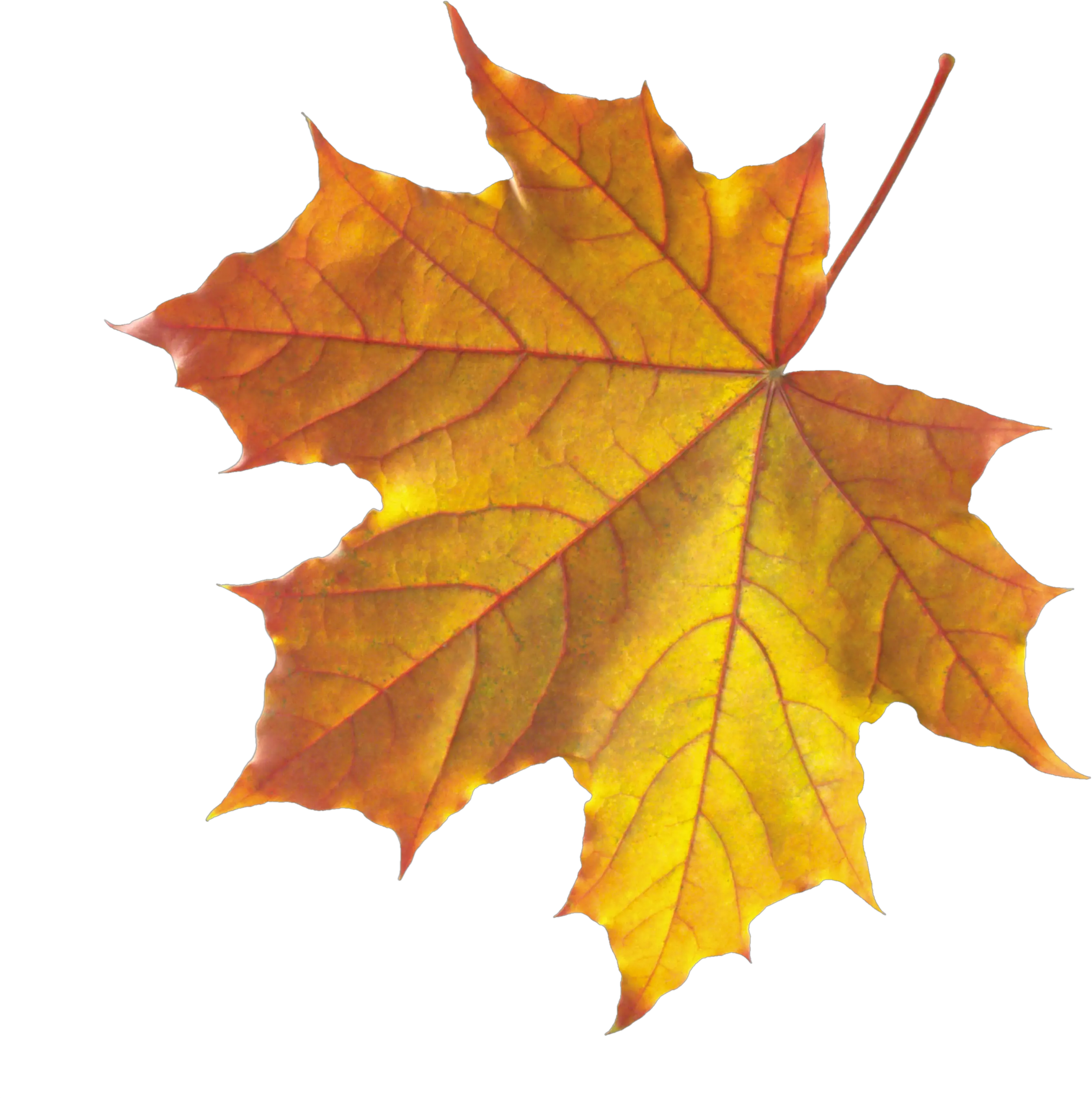 autumn PNG leaf